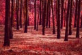 Mystical meadow in a fantastic forest no one around except the red autumn