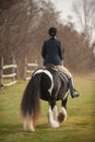 female english horseback rider equestrian riding large black and white gypsy vanner Royalty Free Stock Photo