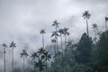 Mystical mood with high rising wax palms stand out of cloudy forest in Cocora valley, Salento, Colombia