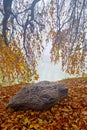 A mystical morning in a foggy autumn park on the shore of a pond. Royalty Free Stock Photo