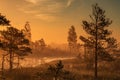 Mystical morning in the wild taiga Royalty Free Stock Photo