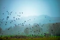 Mystical Murk: Flock of Crows in Foggy Flight Royalty Free Stock Photo