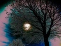 A mystical night with a full moon behind the silhouette of a bare tree