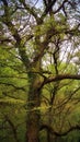 Mystical oak tree in the big forest in Vaals  in holland Royalty Free Stock Photo