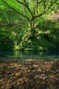 A mystical oak tree over a pool of green water with reddish pebbles on the shore