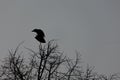 Mystical Observer: Crow Perched Amongst the Branches