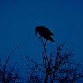 Mystical Observer: Crow Perched Amongst the Branches