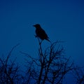 Mystical Observer: Crow Perched Amongst the Branches