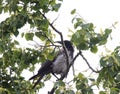 Mystical Observer: Crow Perched Amongst the Branches