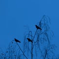 Mystical Observer: Crow Perched Amongst the Branches