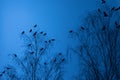 Mystical Observer: Crow Perched Amongst the Branches