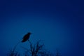Mystical Observer: Crow Perched Amongst the Branches