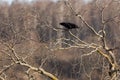 Mystical Observer: Crow Perched Amongst the Branches