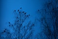 Mystical Observer: Crow Perched Amongst the Branches