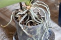 orchid roots in a pot