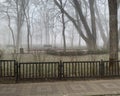 Mystical park like in a horror movie. A thick fog descended. Park for walking