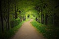 Mystical path through a dark forest with spotlight