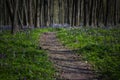 Mystical path in a dark forest