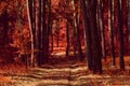 Mystical path in a fantastic autumn forest with red leaves