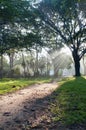 Mystical path in tropical forest Royalty Free Stock Photo