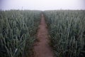 Mystical Pathways: Morning Stroll Through the Foggy Wheat Field Royalty Free Stock Photo