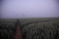 Mystical Pathways: Morning Stroll Through the Foggy Wheat Field Royalty Free Stock Photo