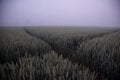 Mystical Pathways: Morning Stroll Through the Foggy Wheat Field Royalty Free Stock Photo