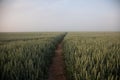 Mystical Pathways: Morning Stroll Through the Foggy Wheat Field Royalty Free Stock Photo