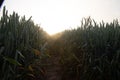 Mystical Pathways: Morning Stroll Through the Foggy Wheat Field Royalty Free Stock Photo