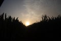 Mystical Pathways: Morning Stroll Through the Foggy Wheat Field Royalty Free Stock Photo