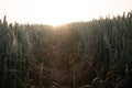 Mystical Pathways: Morning Stroll Through the Foggy Wheat Field Royalty Free Stock Photo