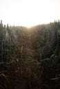 Mystical Pathways: Morning Stroll Through the Foggy Wheat Field Royalty Free Stock Photo