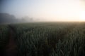 Mystical Pathways: Morning Stroll Through the Foggy Wheat Field Royalty Free Stock Photo