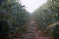 Mystical Pathways: Morning Stroll Through the Foggy Wheat Field Royalty Free Stock Photo