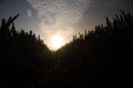 Mystical Pathways: Morning Stroll Through the Foggy Wheat Field Royalty Free Stock Photo