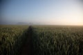 Mystical Pathways: Morning Stroll Through the Foggy Wheat Field Royalty Free Stock Photo