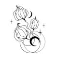 Mystical physalis or ground-cherry with crescent moon and stars, magic celestial plant black and white hand drawn vector