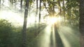 A mystical radiance of the forest, the rays of the sun breaking through the mist.