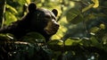 Mystical Rainforest Guardian: The Elusive Sun Bear\'s Realm Royalty Free Stock Photo