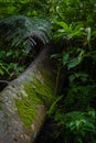 Mystical rainforest