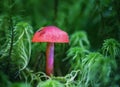 Mystical red mushroom with a fly in a mysterious forest. Focus concept