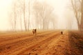 Mystical road in fog with dogs