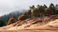 Mystical Sand Dunes With Enchanting Tree Tops Royalty Free Stock Photo