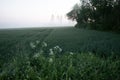 Mystical Serenity: Fog-Enveloped Wheat Field in the Summer Morning