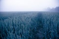 Mystical Serenity: Fog-Enveloped Wheat Field in the Summer Morning