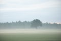 Mystical Serenity: Foggy Summer Morning in the Countryside