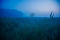 Mystical Serenity: Foggy Summer Morning in the Countryside