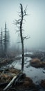 Mystical Swamp: A Captivating Whistlerian Forestpunk Photograph