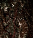 Mystical texture of old wood. Old birch tree bark Royalty Free Stock Photo