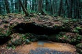 Mystical Trails and Tree Roots in Aokigahara Forest Royalty Free Stock Photo